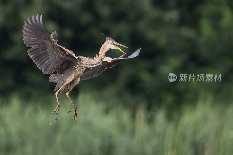 落地紫鹭(Ardea purpurea)